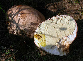 Calvatia cyathiformis .